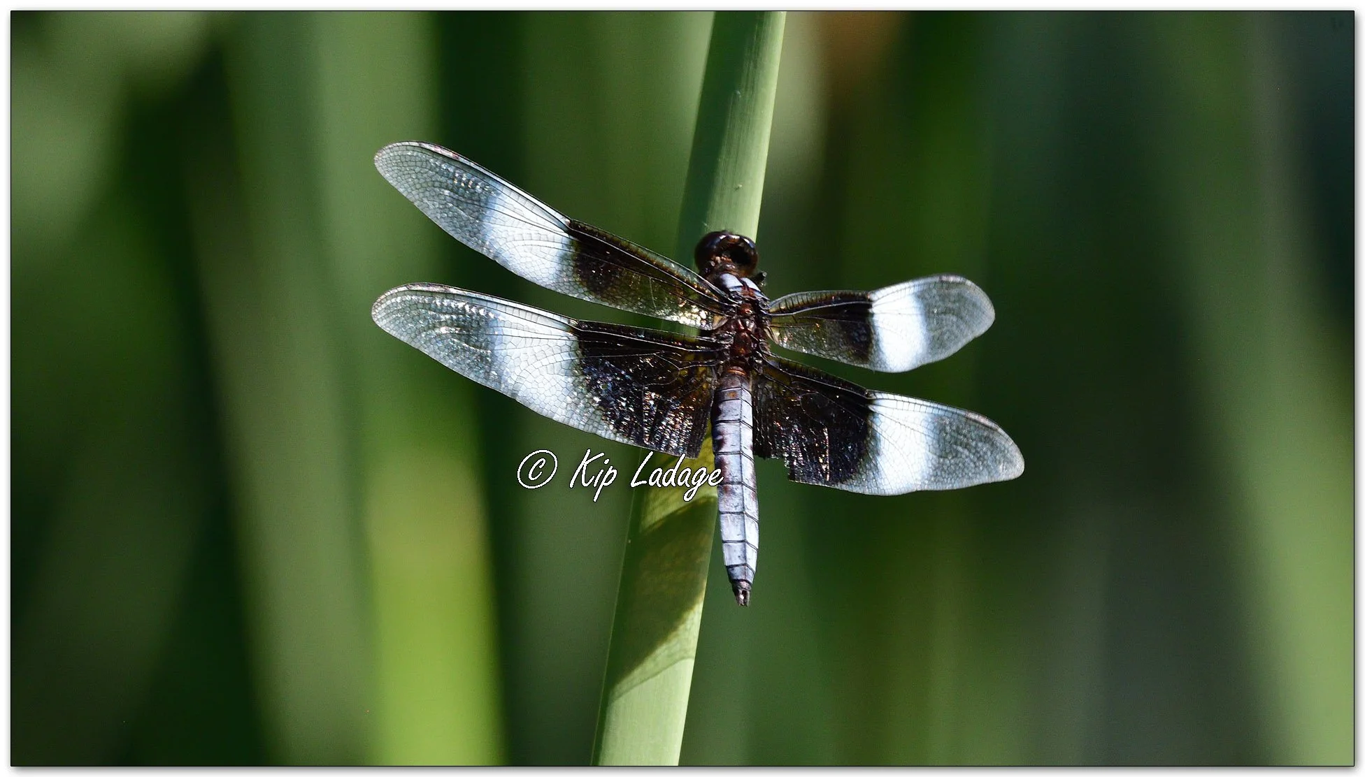 Widow Skimmer Dragonfly - Image 1121506