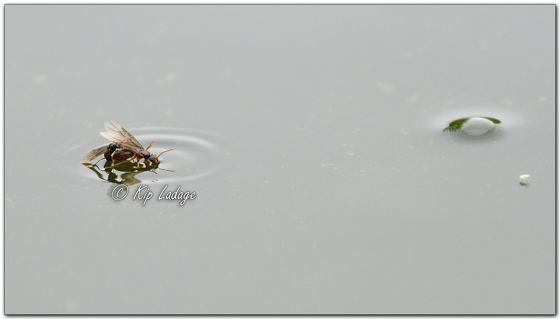 Black Garden Ants on Water - Image 1150131