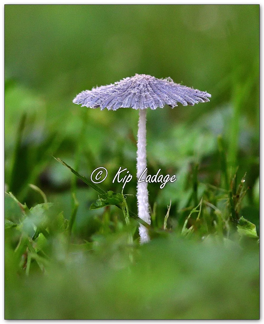 Pleated Inkcap Mushroom - Image 1122687