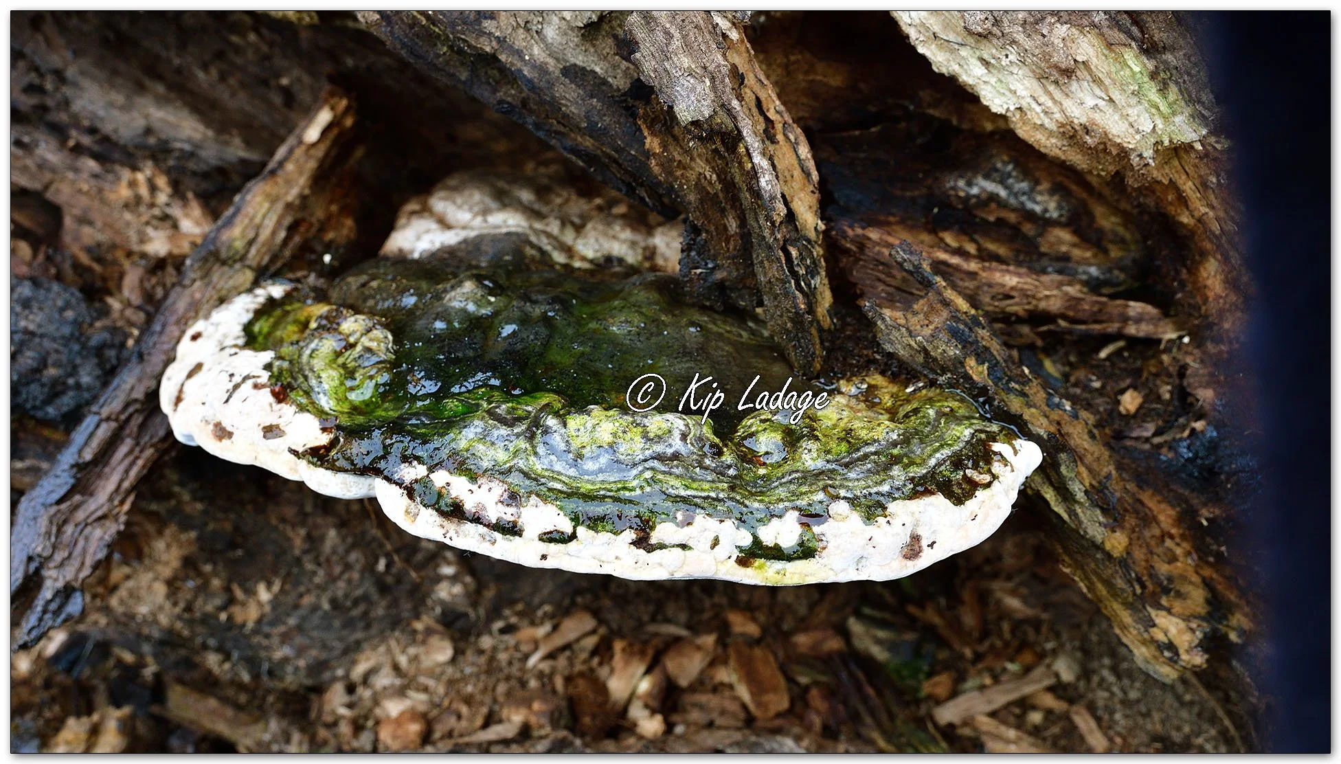 Artist's Conk - Image 1154486