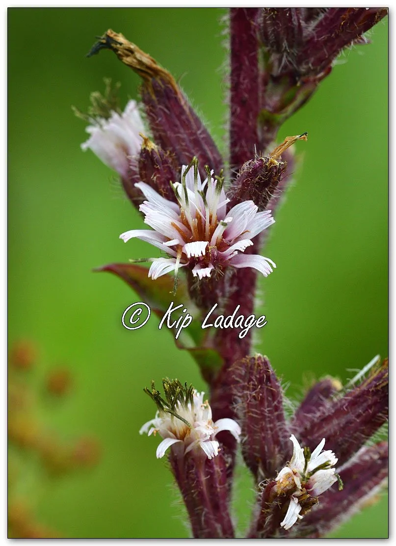 Purple Rattlesnakeroot - Image 1148241