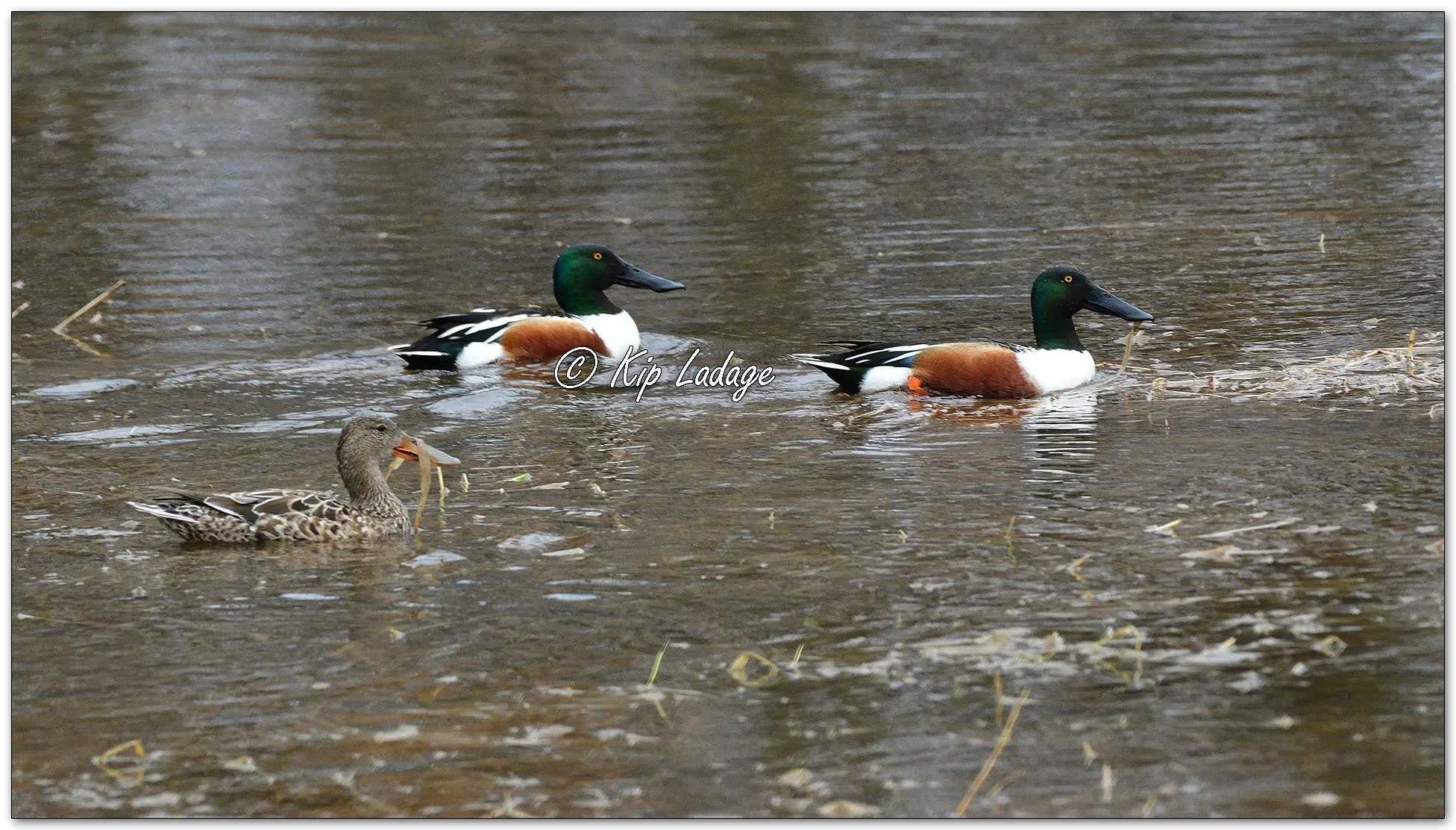 Northern Shovelers - Image 1069629