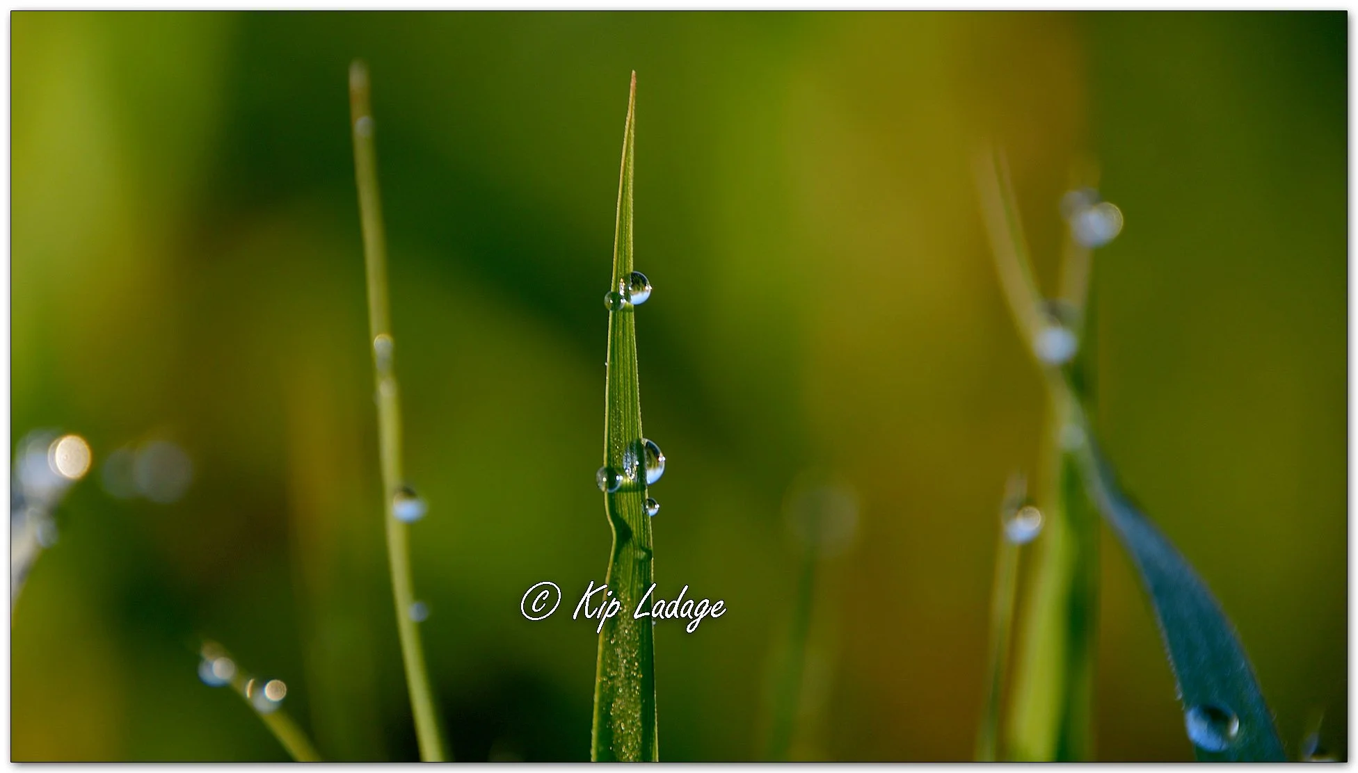 Dew Drops on Grass - Image 1099349