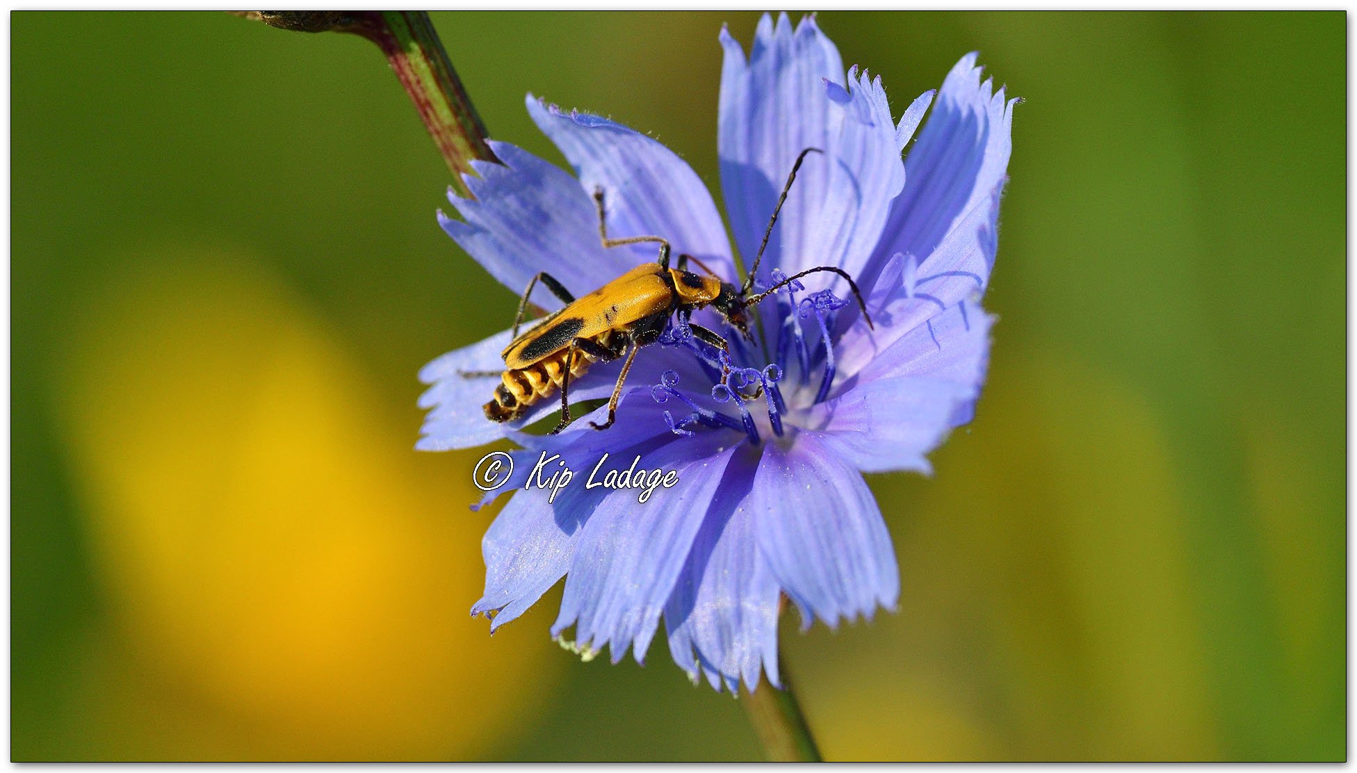 Goldenrod Soldier Beetle on Chickory - Image  1140033