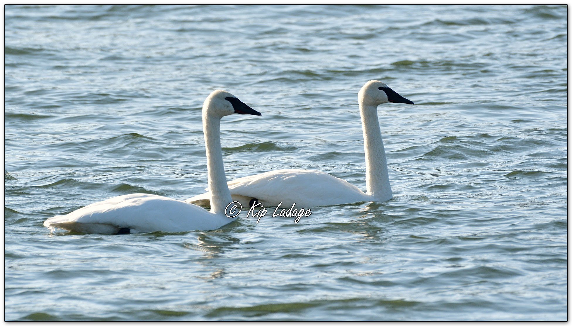 Trumpeter Swans - Image 1063131