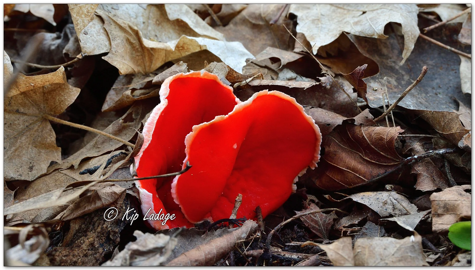 Crimson Cup Fungi - Image 1080273