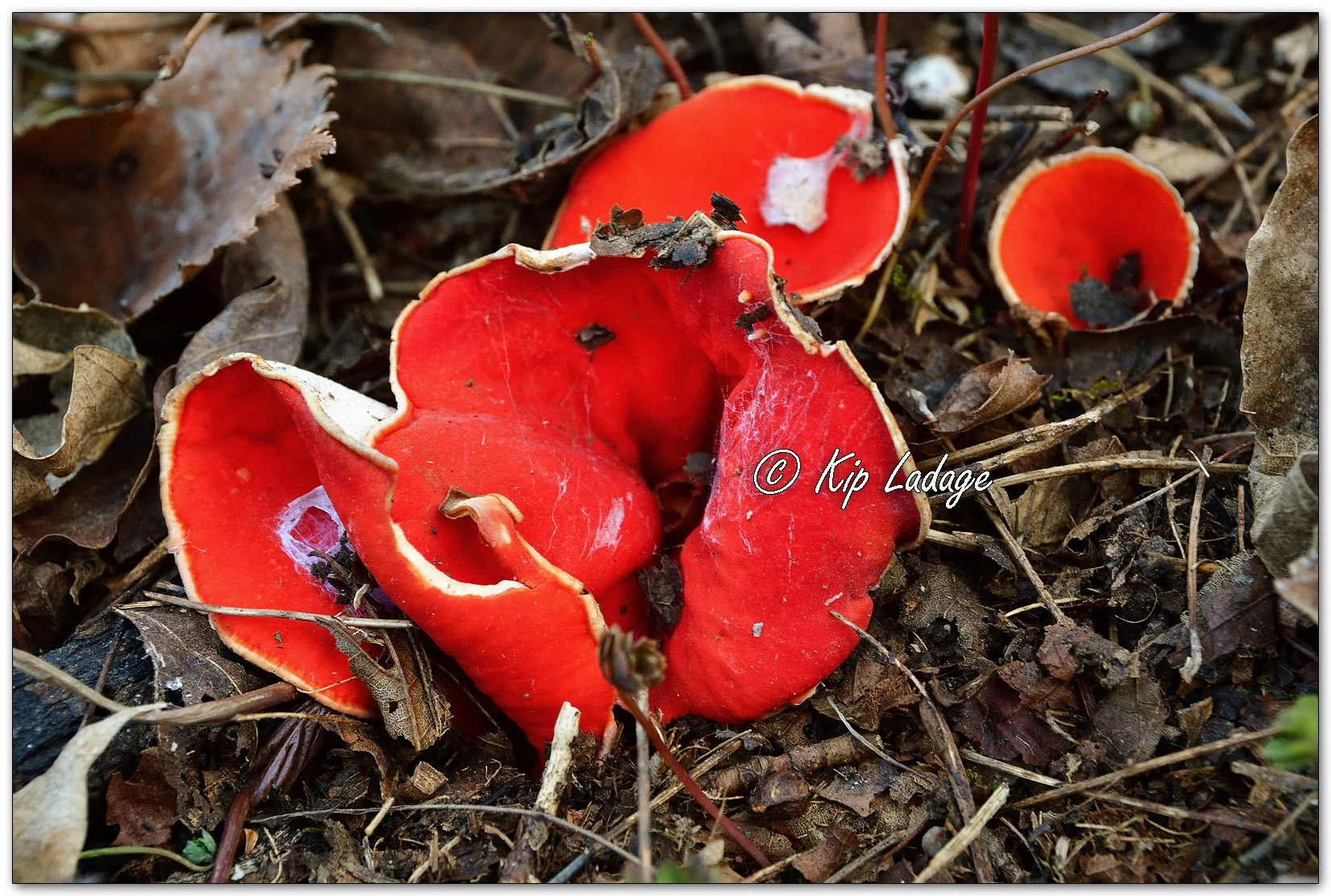 Crimson Cup Fungi - Image 1080464