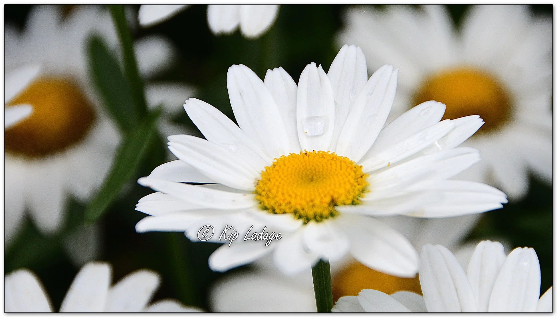 Shasta Daisy - Image 113606