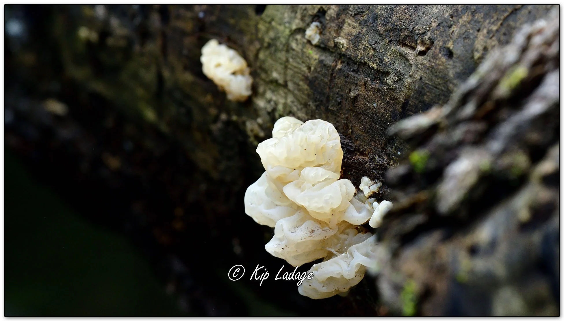 White Jelly Fungus - Image 1134789