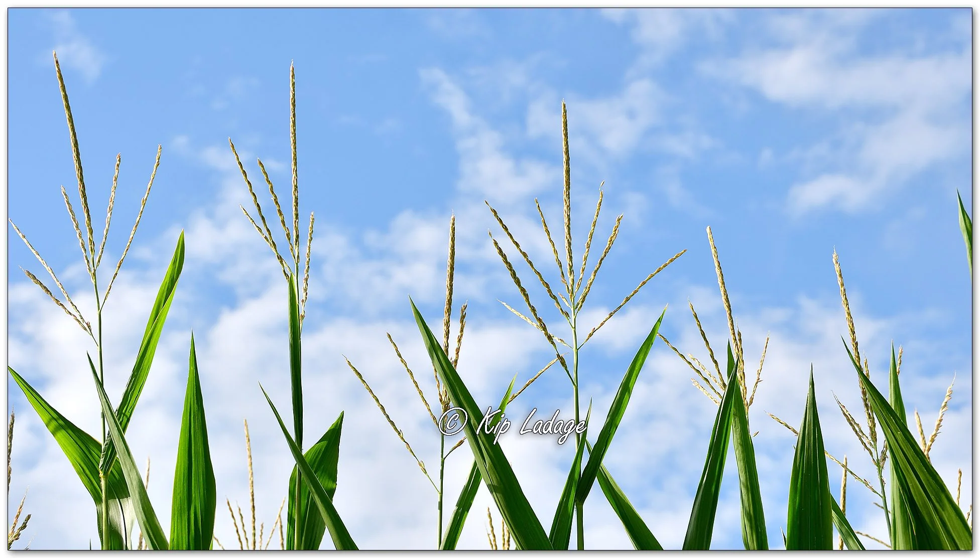 Seed Corn Tassels - Image 1127545