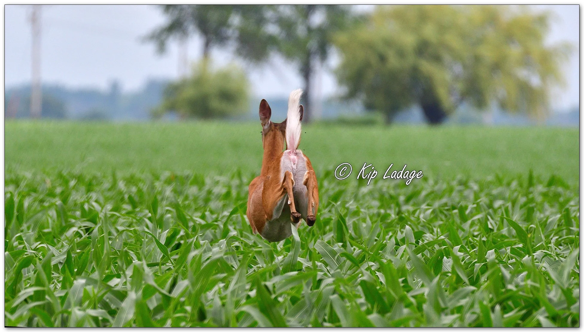Whitetail Deer (Doe) Running in Corn - Image 1114112
