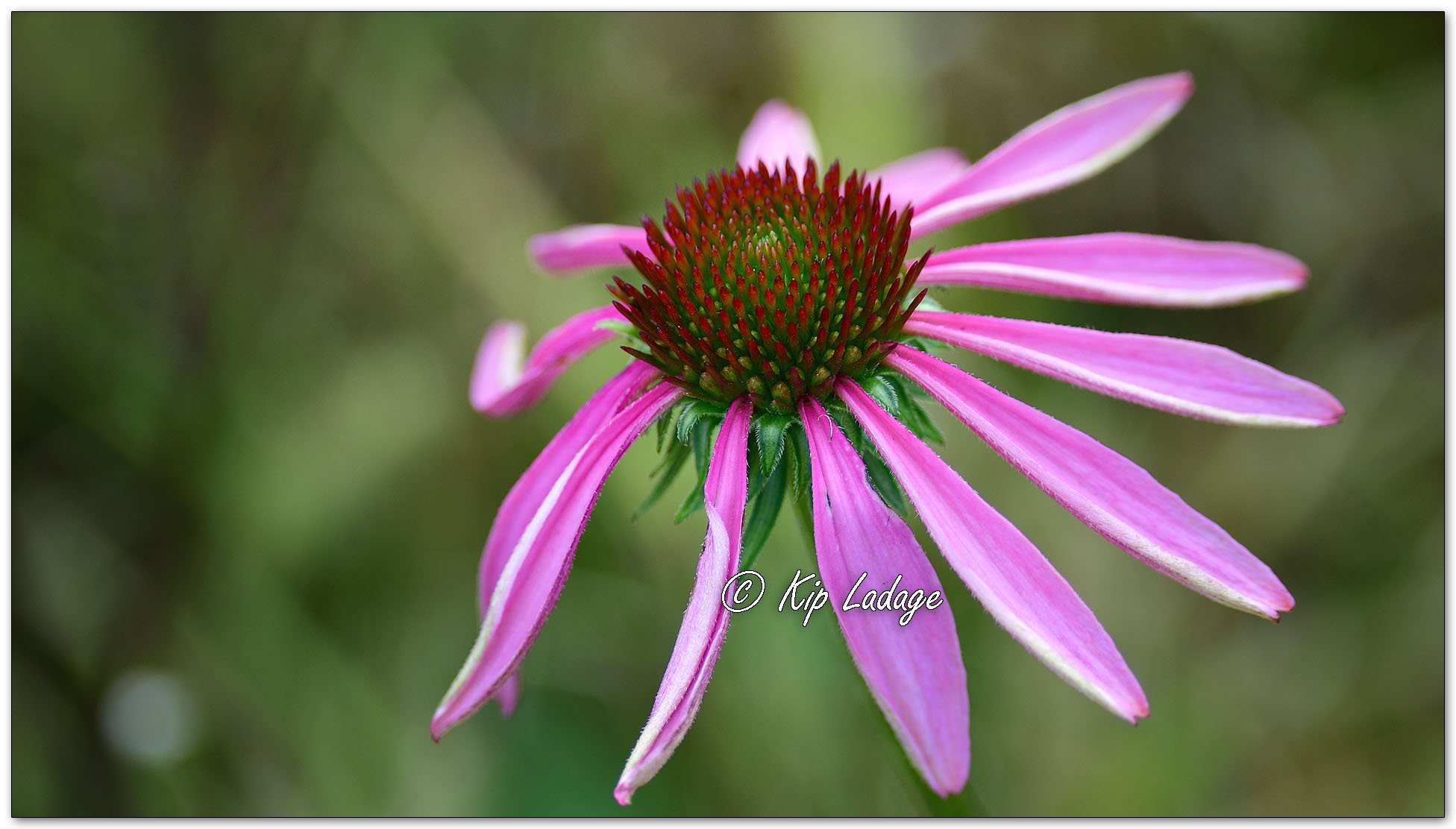 Purple Coneflower - Image 1164161
