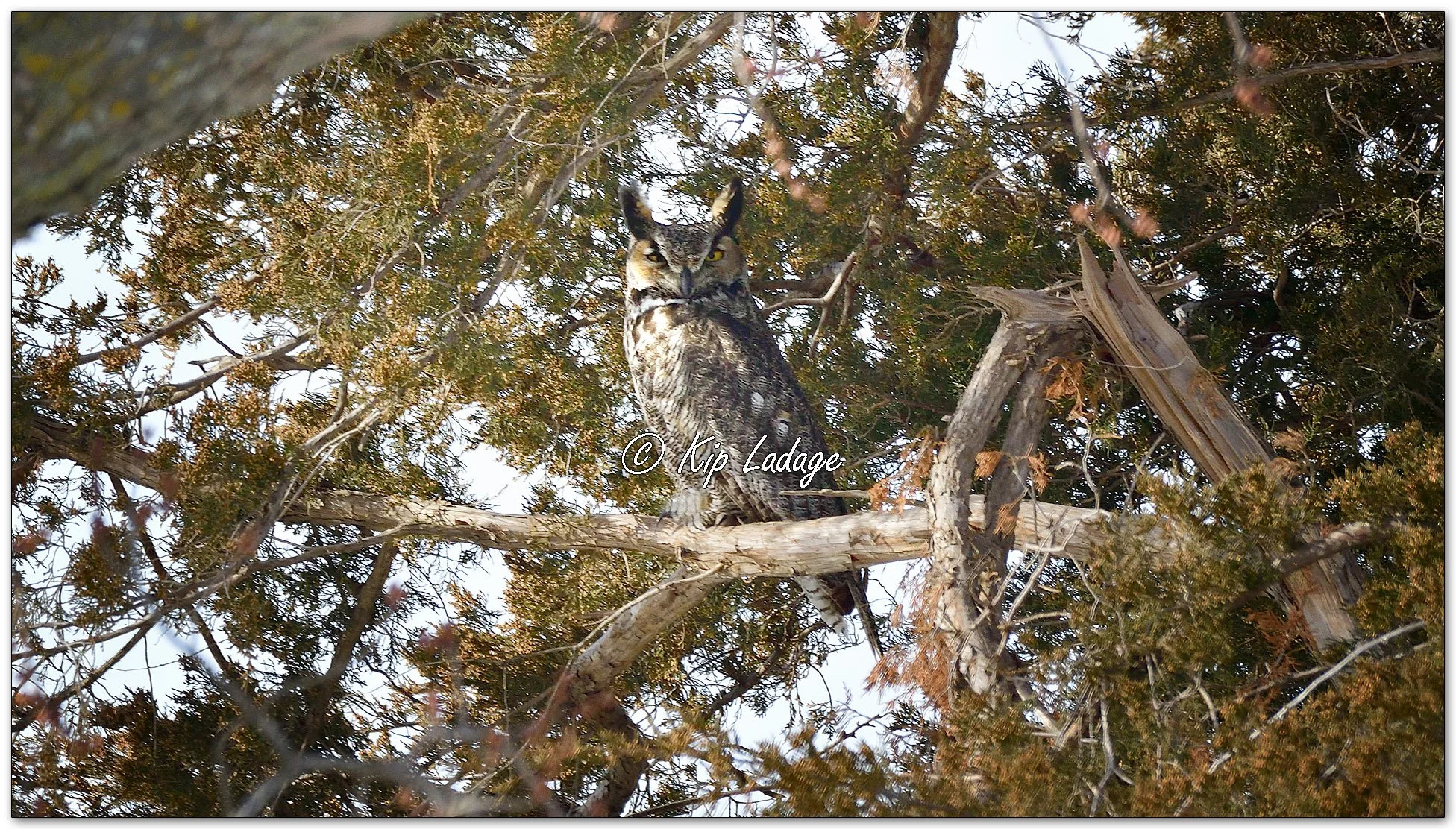 Great Horned Owl - Image 1066466