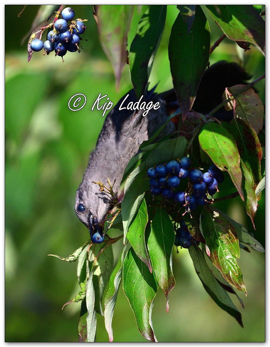 Gray Catbird - Image 1127899