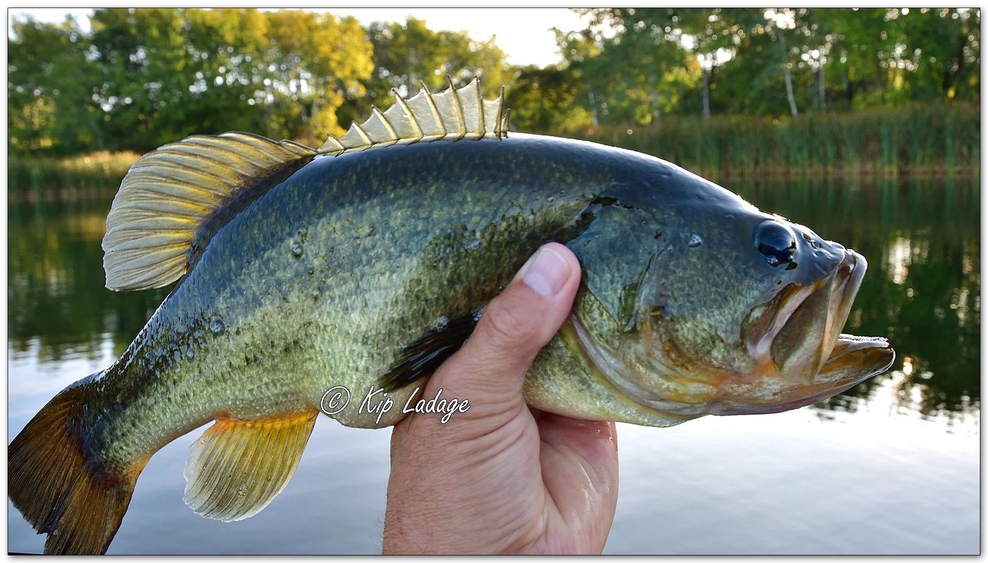 Largemouth Bass - Image 1152929