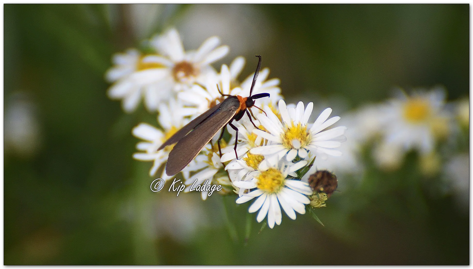 Orange-collared Scape Moth - Image 1151892