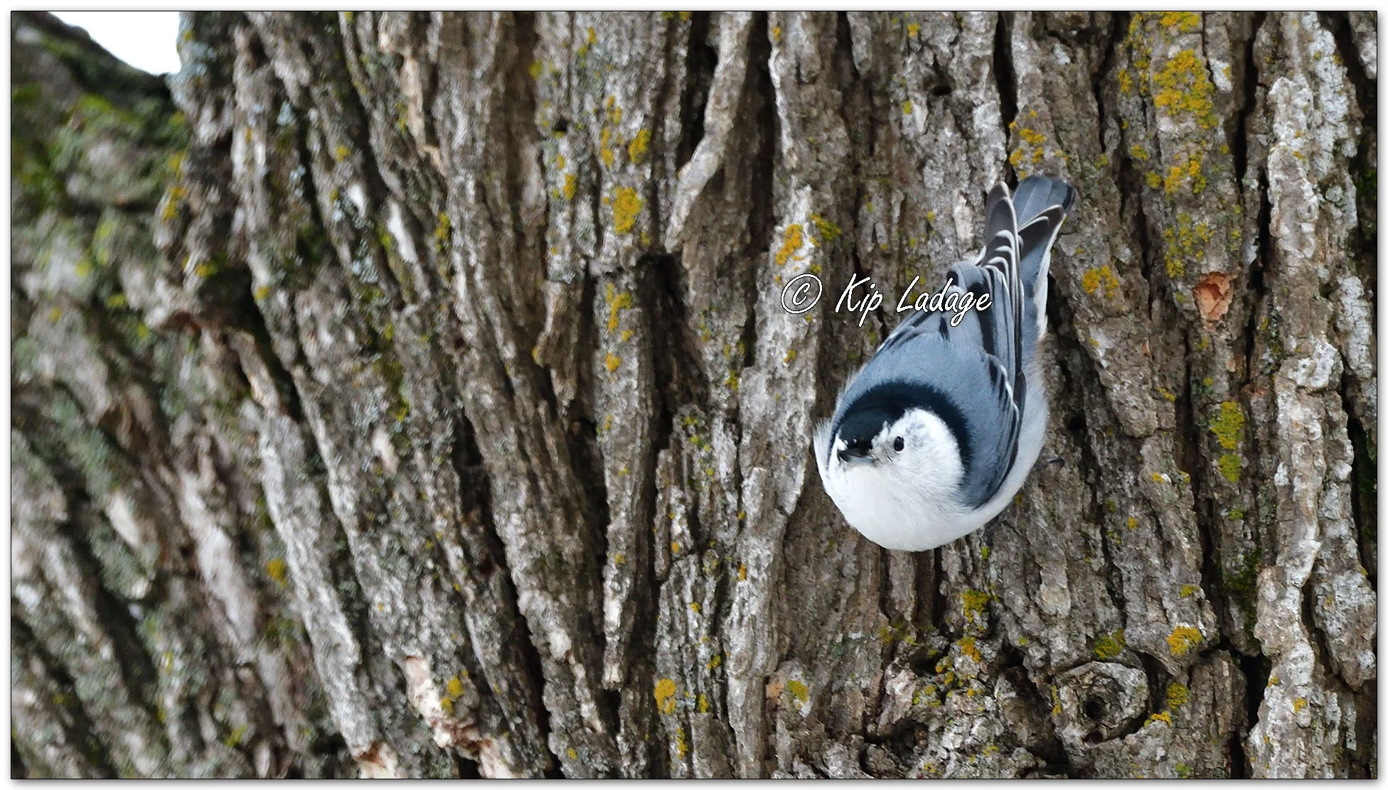 White-breasted Nuthatch - Image 1051228