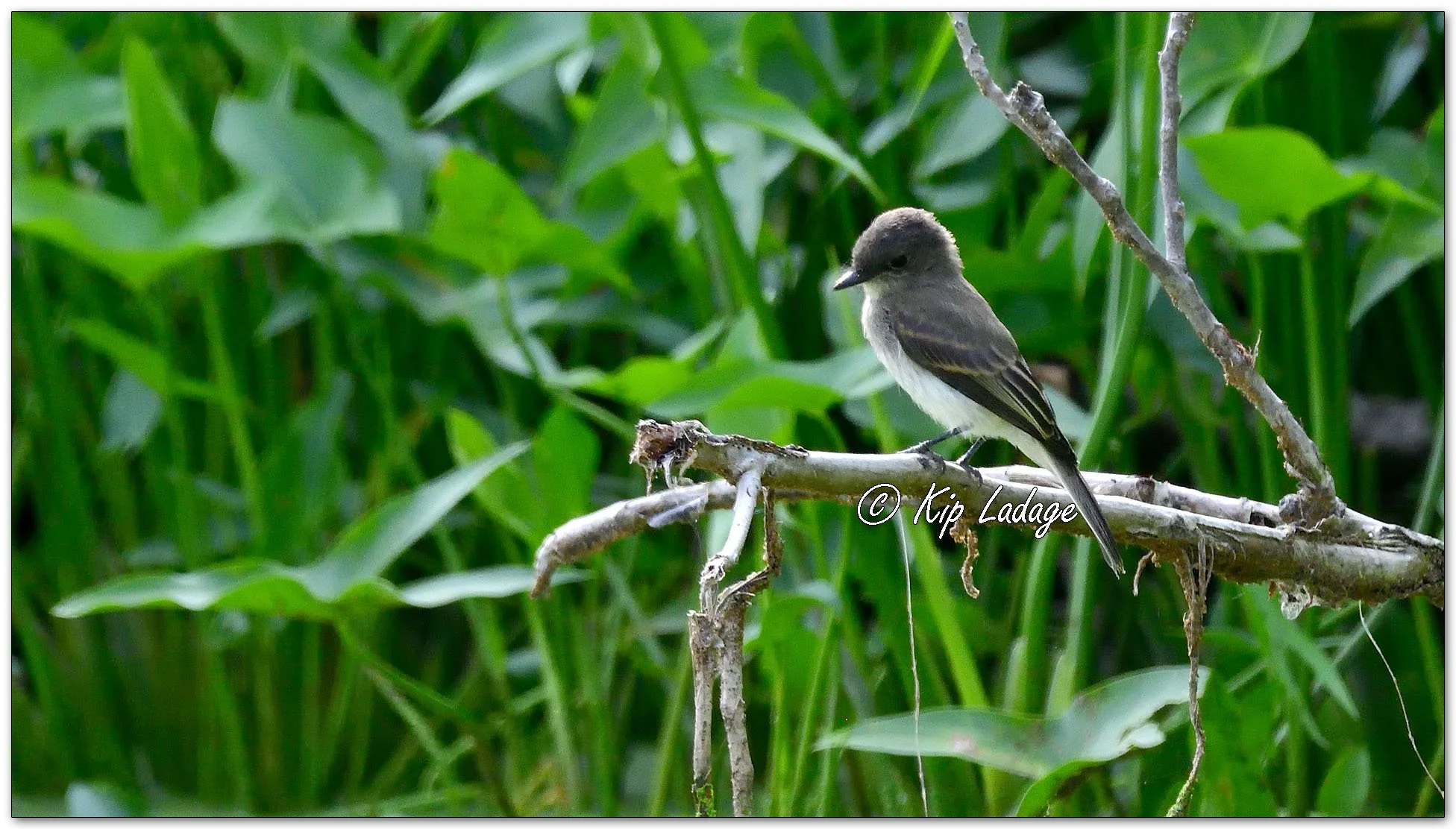 Eastern Phoebe - Image 1128883