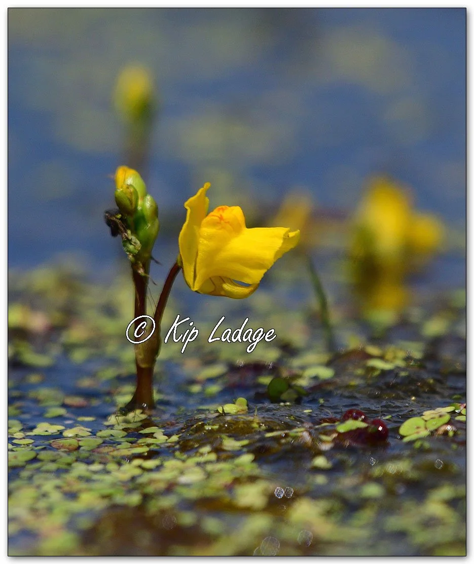 American Bladderwort - Image 1114904