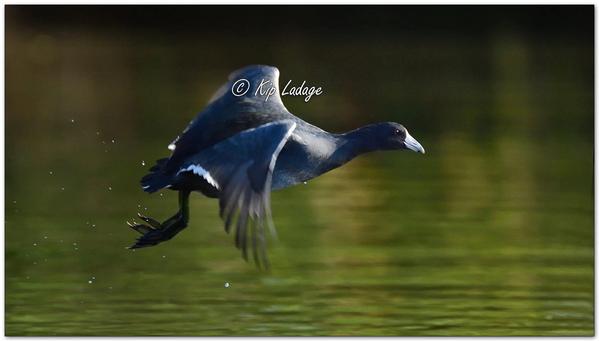 American Coot - Image 1164212