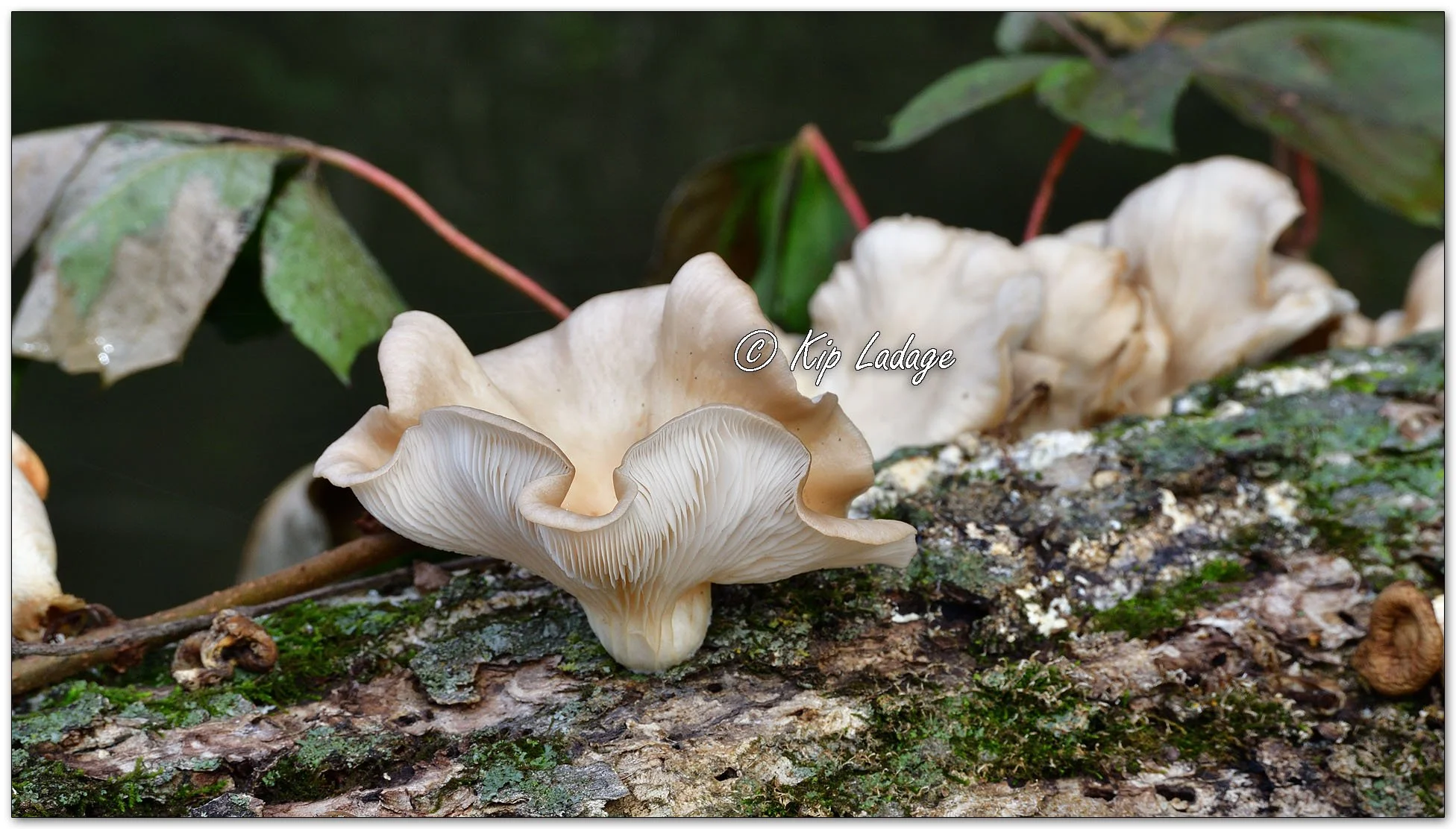Oyster Mushrooms - Image 1153586