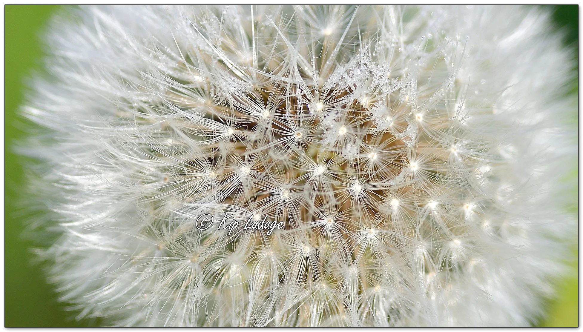 Dew Drops on Rattlesnake Master - Image 1099483
