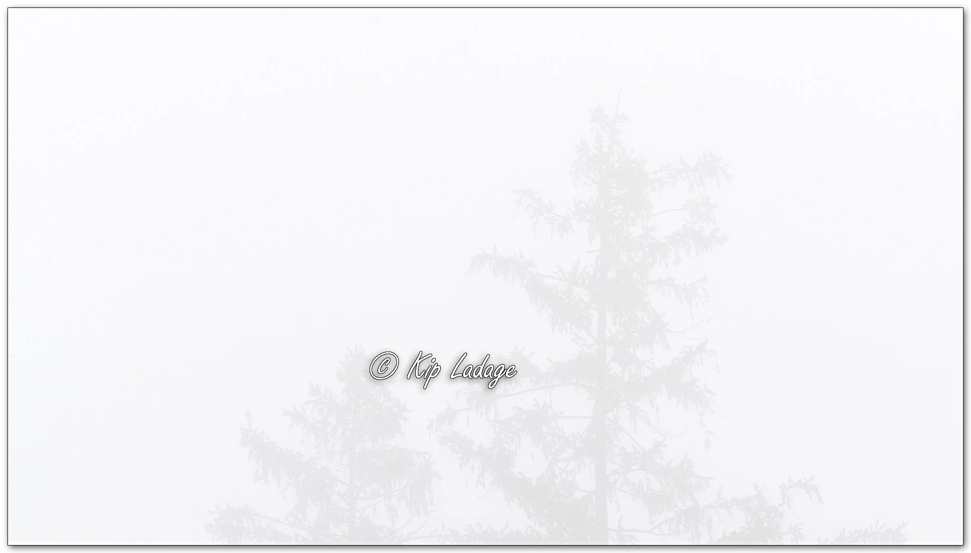 Spruce Tree Tops in Fog - Image 1086872