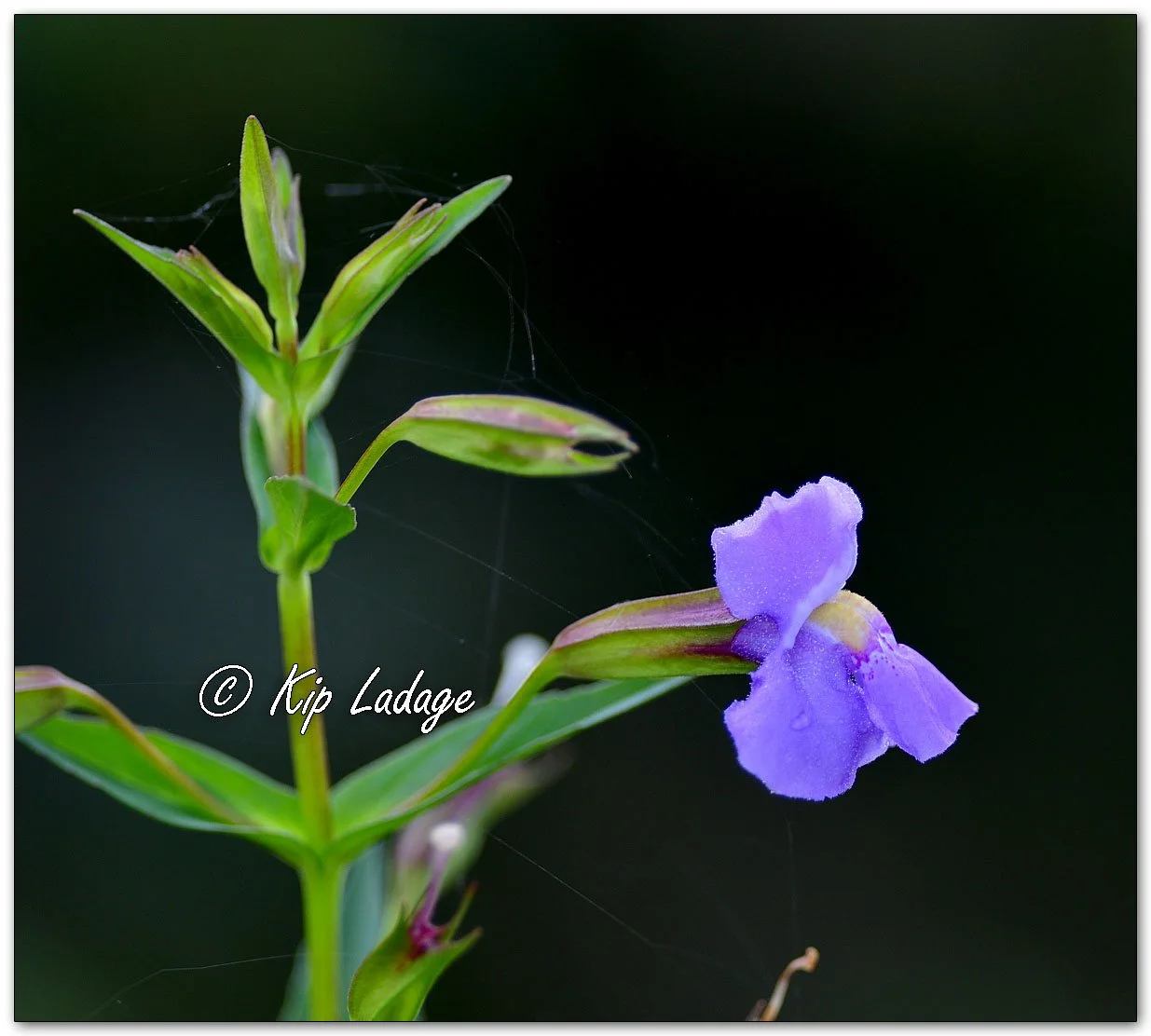Allegheny Monkeyflower - Image 1125164