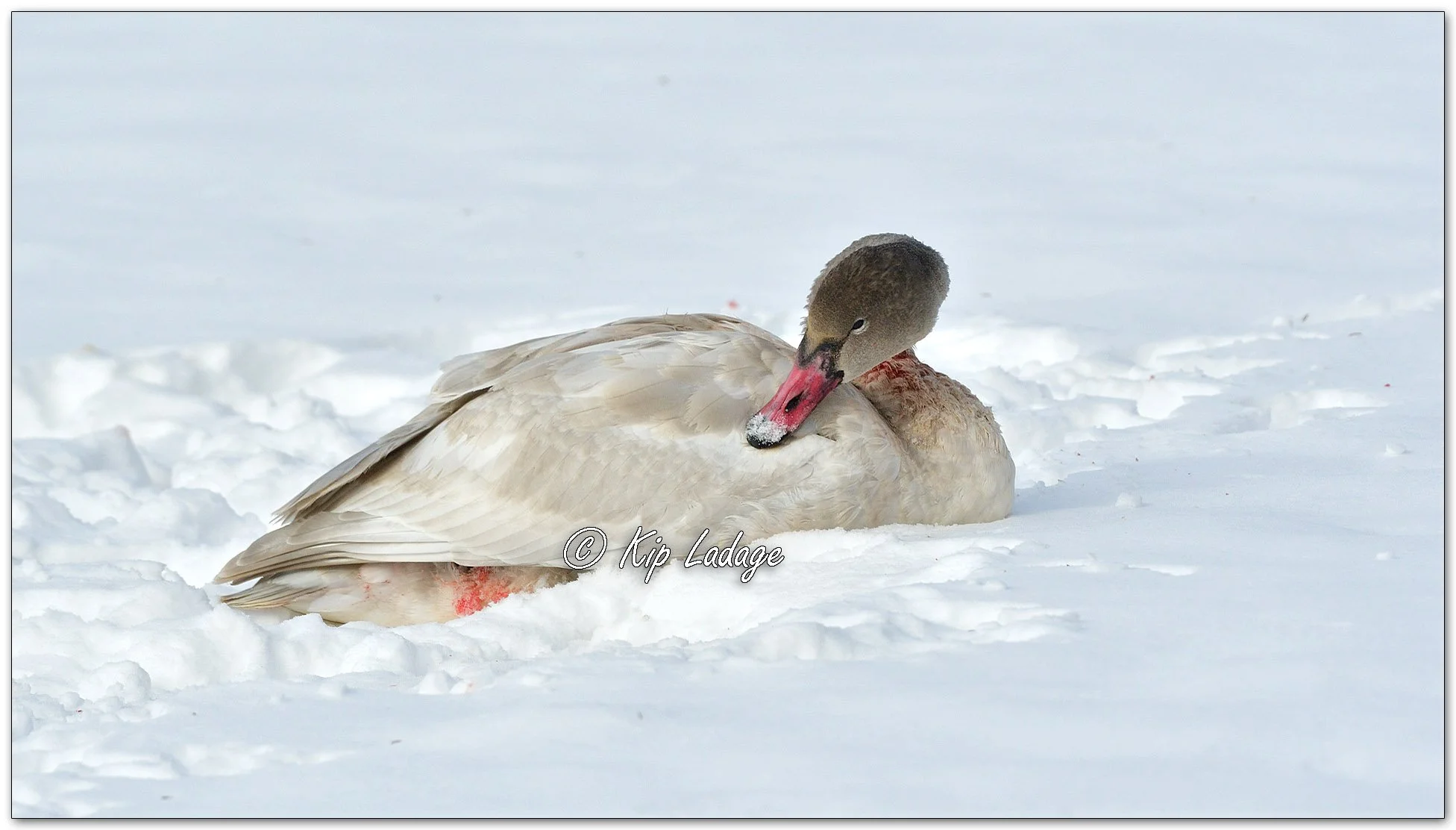 Injured Trumpeter Swan - Image 1047568