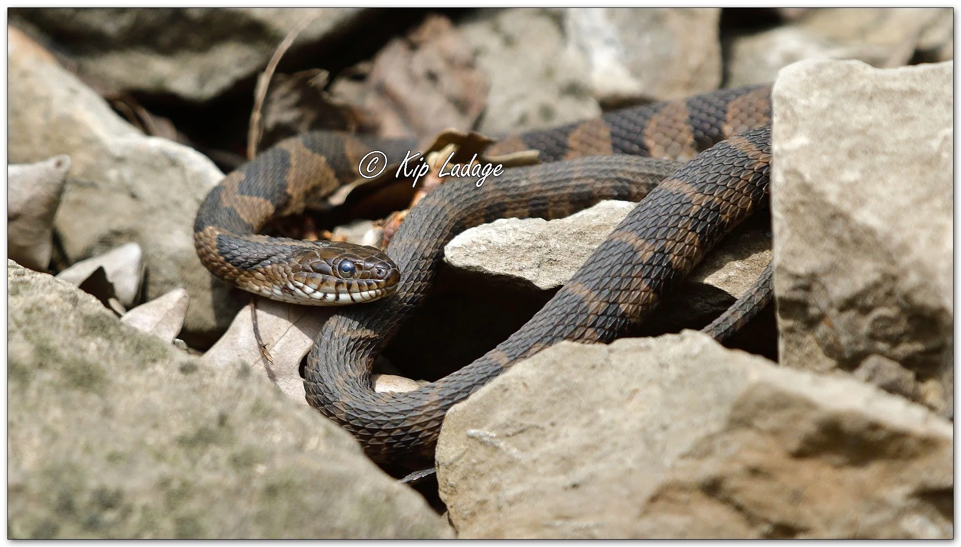 Northern Water Snake - Image 1099293