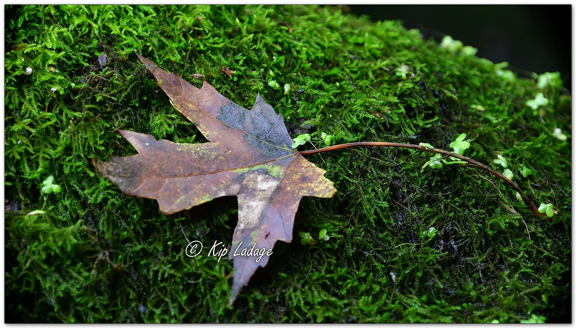 Autumn Maple Leaf on Moss - Image 1153213