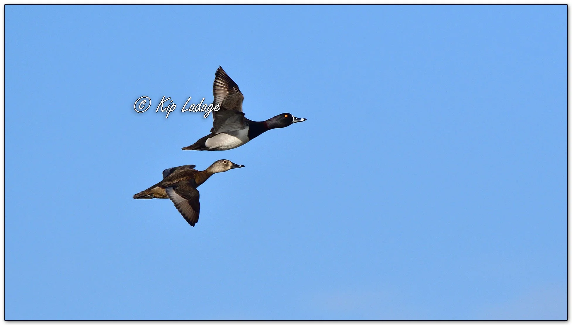 Ring-necked Ducks - Image 1071456