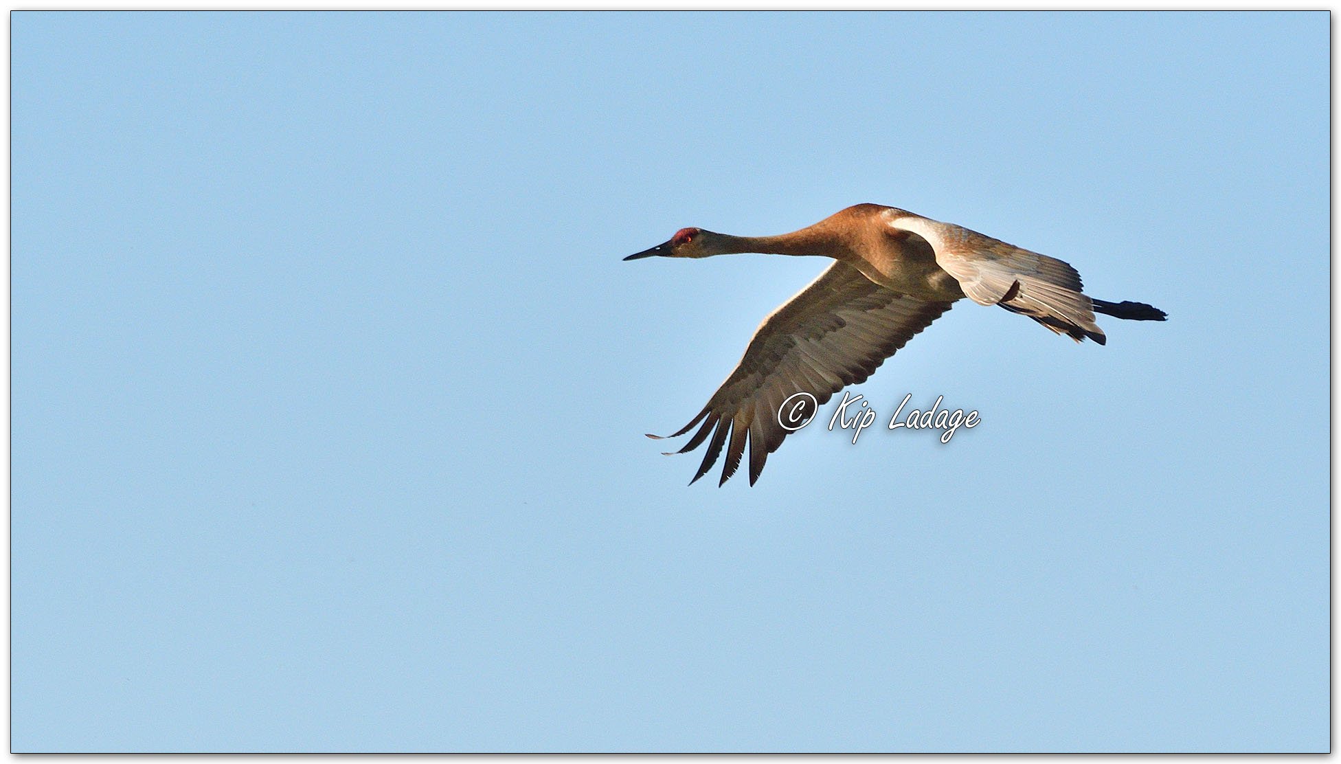 Sandhill Crane in Flight - Image 968087