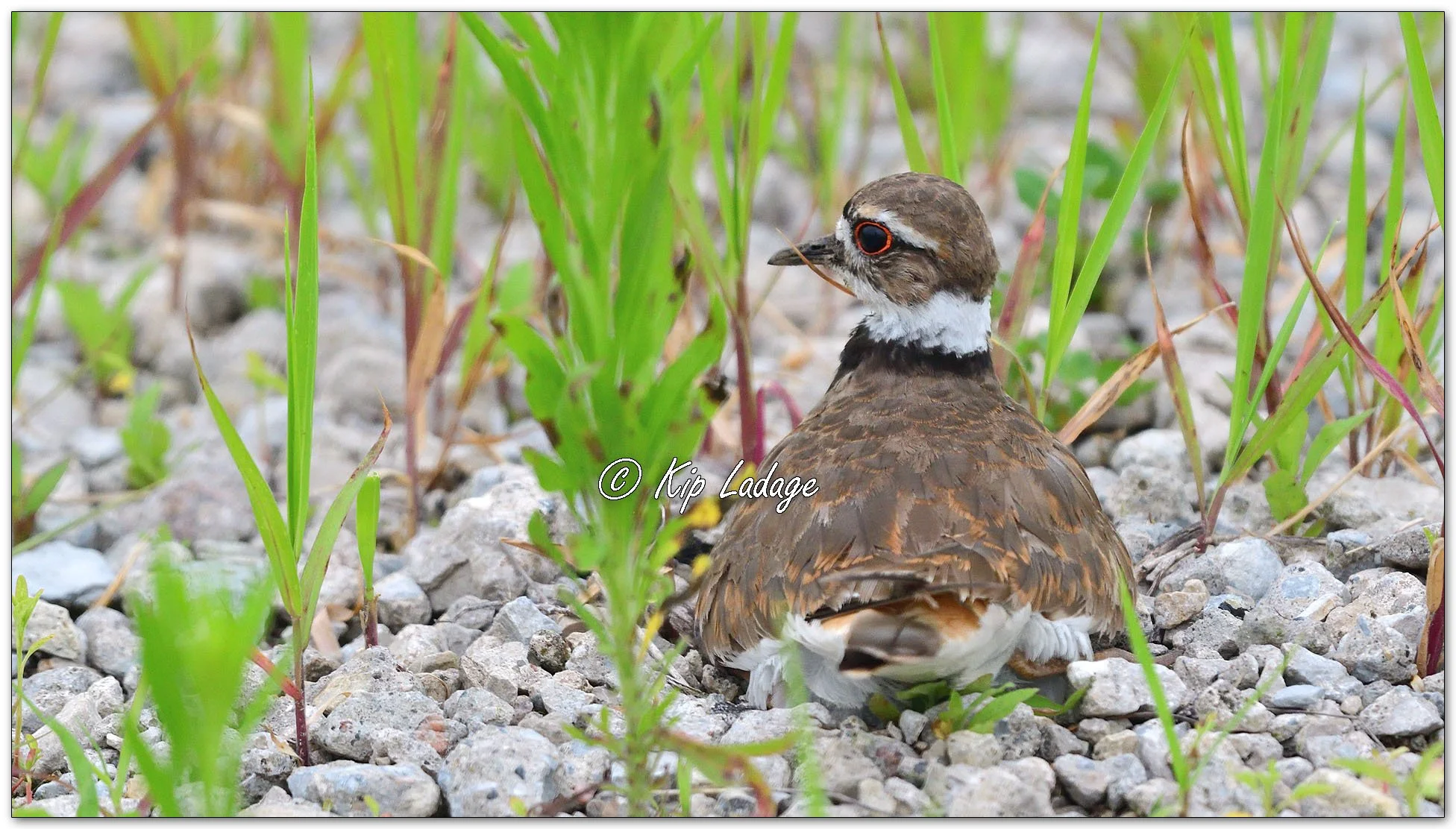 Killdeer on Nest - Image 1117382
