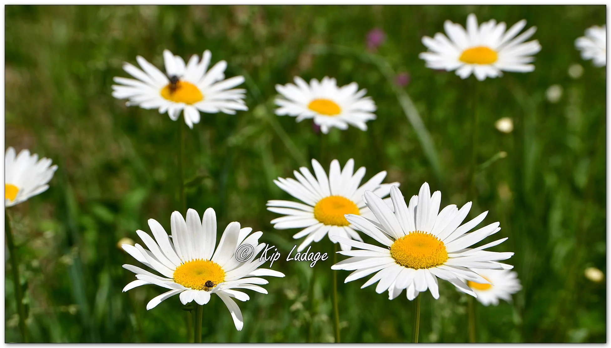 Oxeye Daisy - Image 1097990