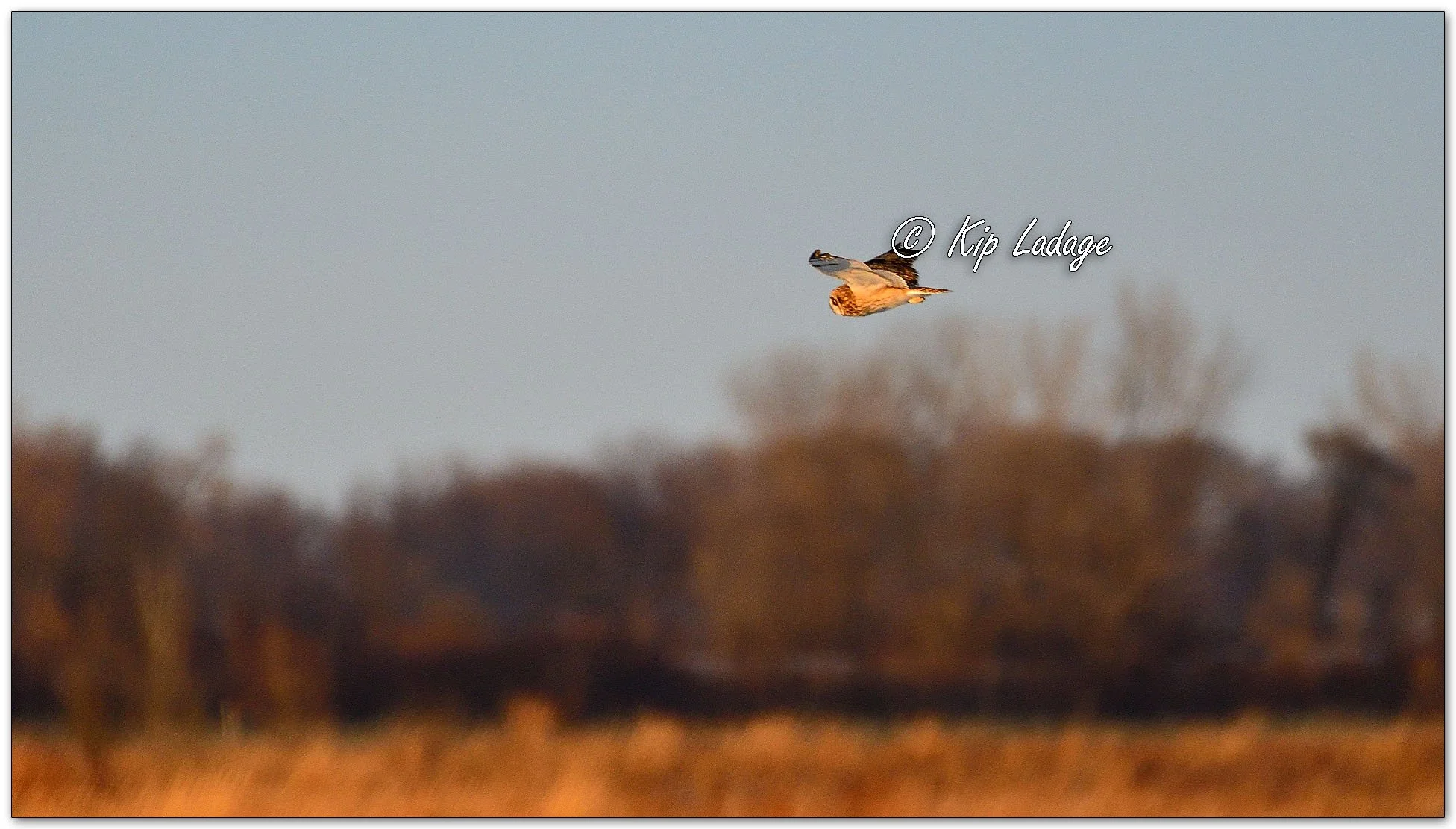 Short-eared Owl - Image 1049529