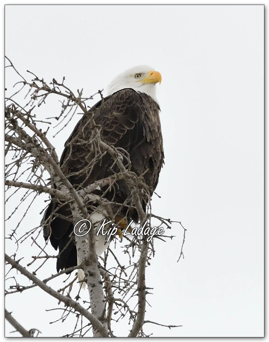 Adult Bald Eagle - Image 1051308