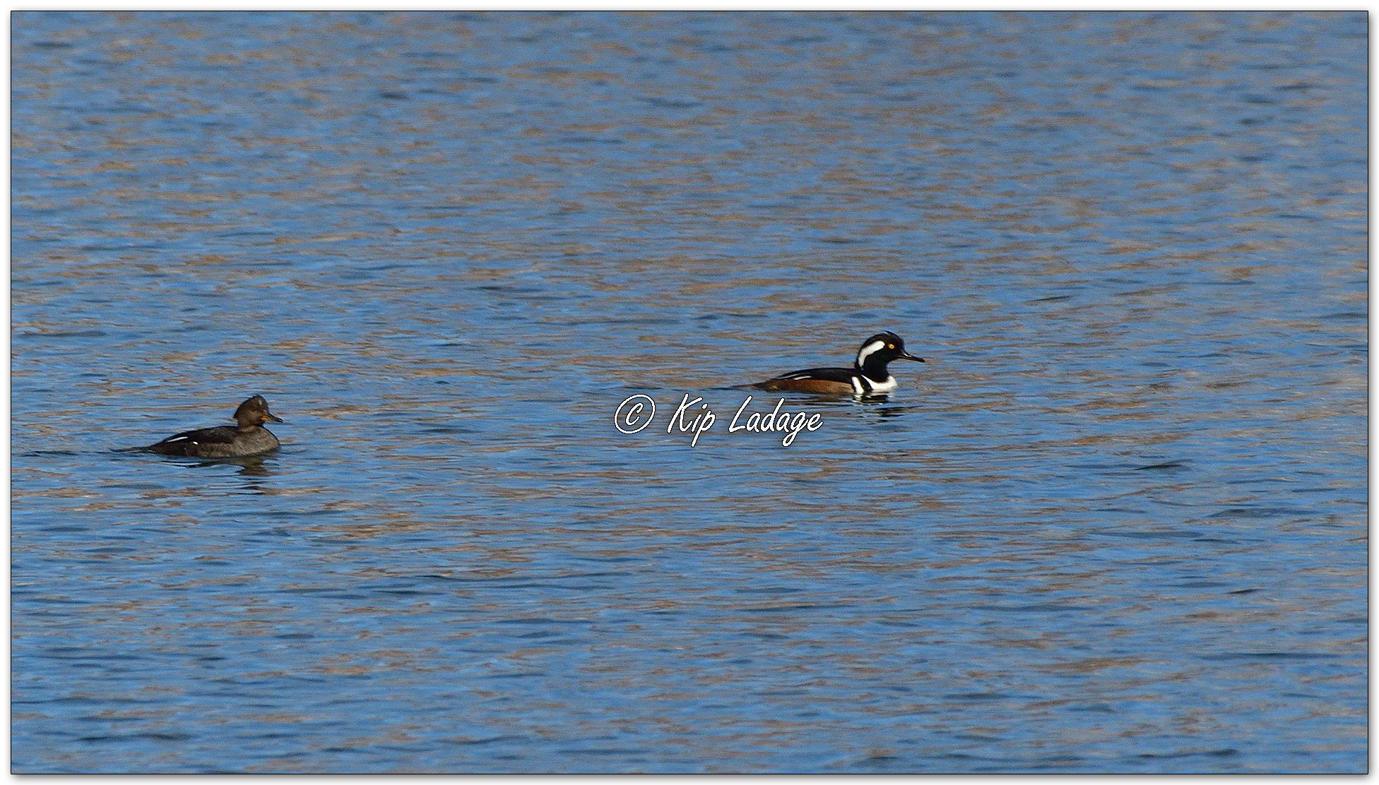 Hooded Mergansers - Image 1065402