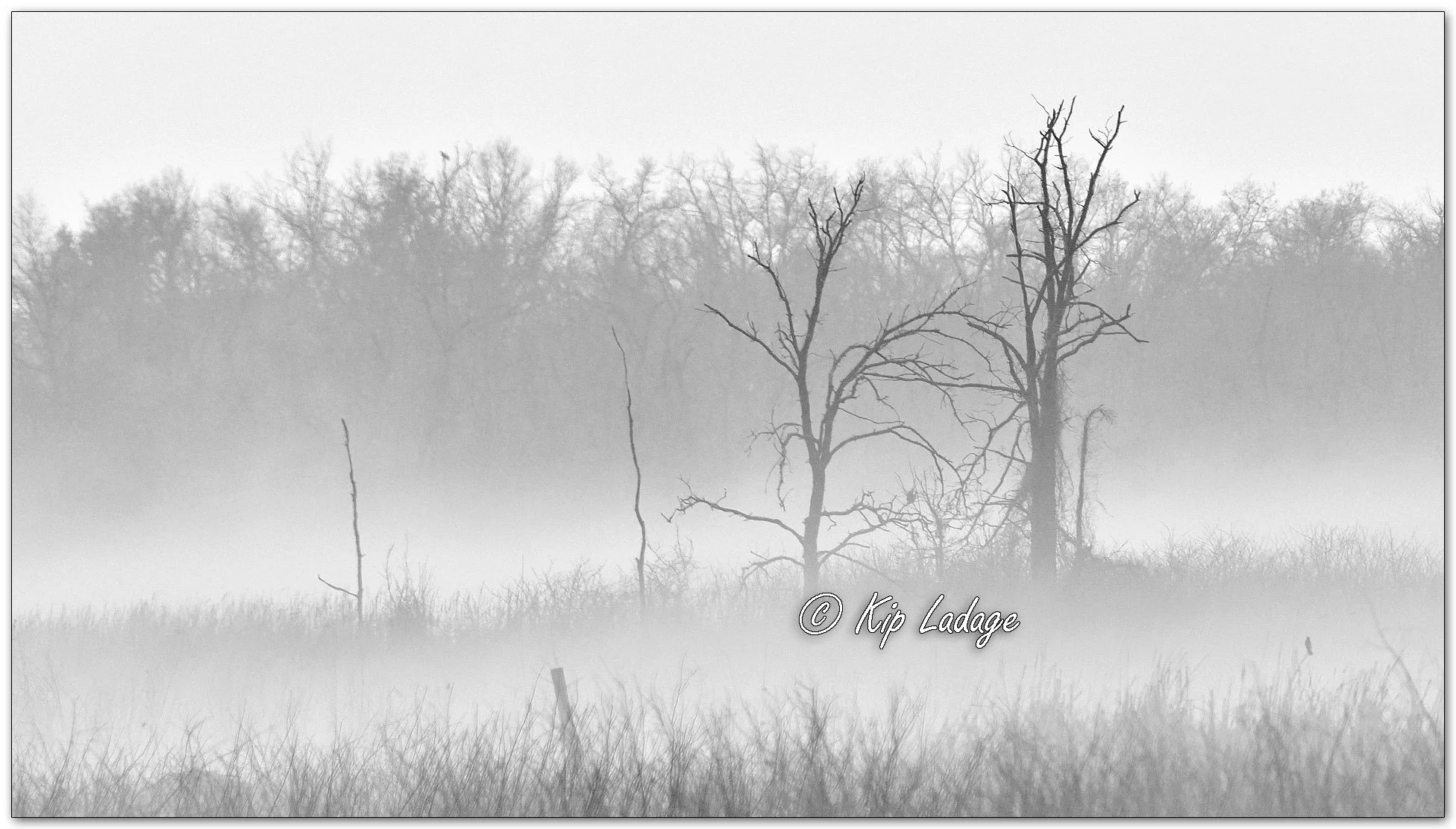 Fog at Sweet Marsh - Image 1068911mono