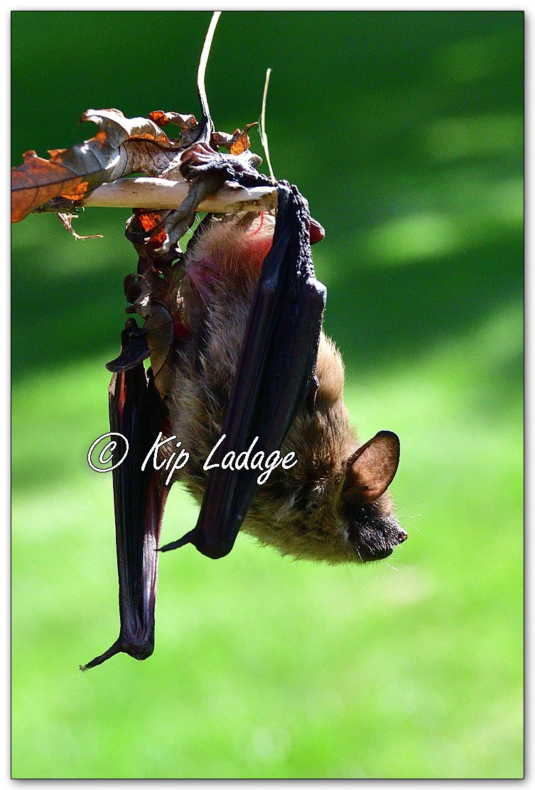 Bat Removed From Home - Image 1130315