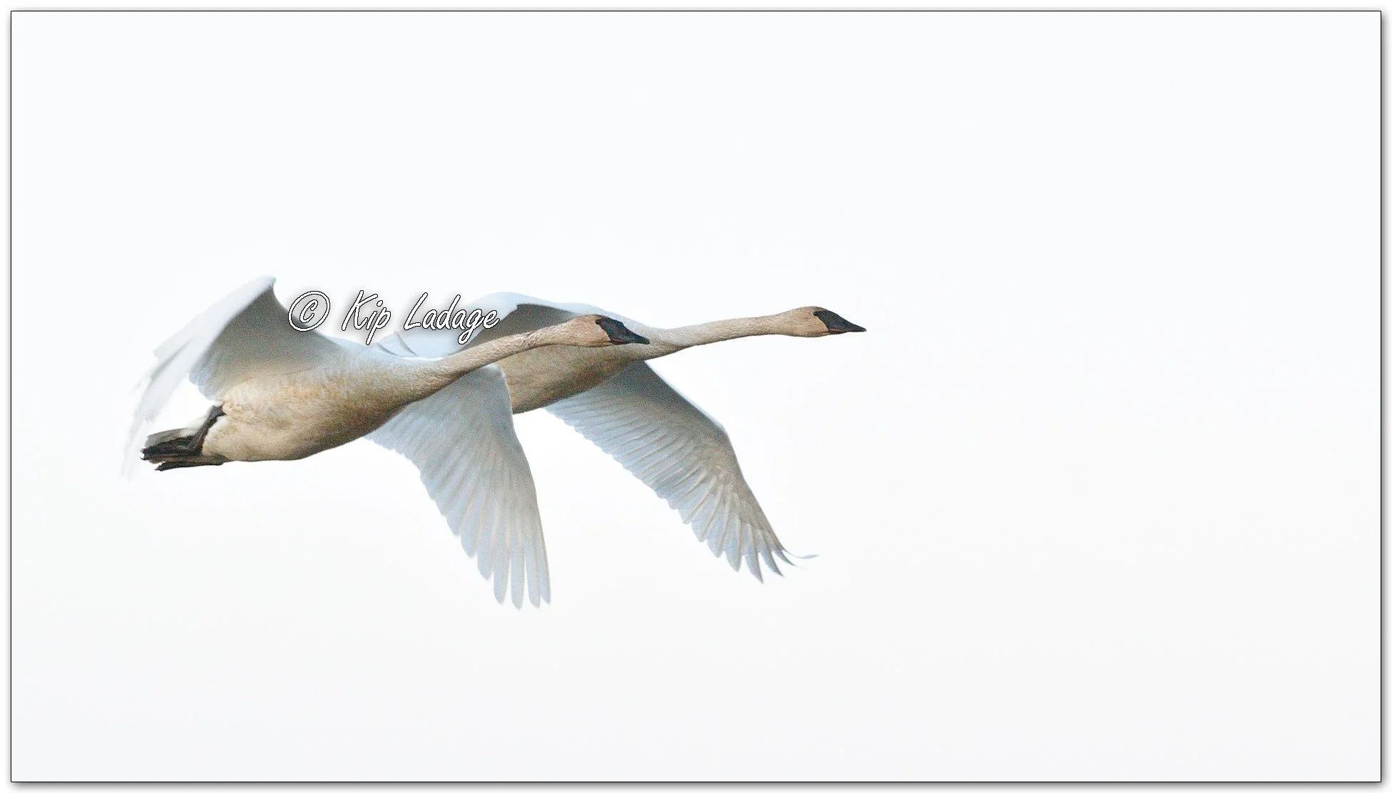 Trumpeter Swans in Flight - Image 1090197