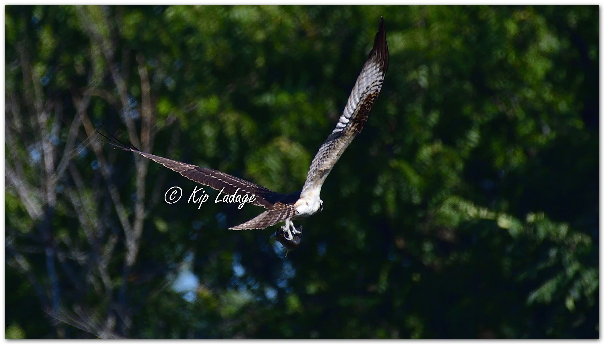 Osprey Along Wapsipinicon River - Image 1138886