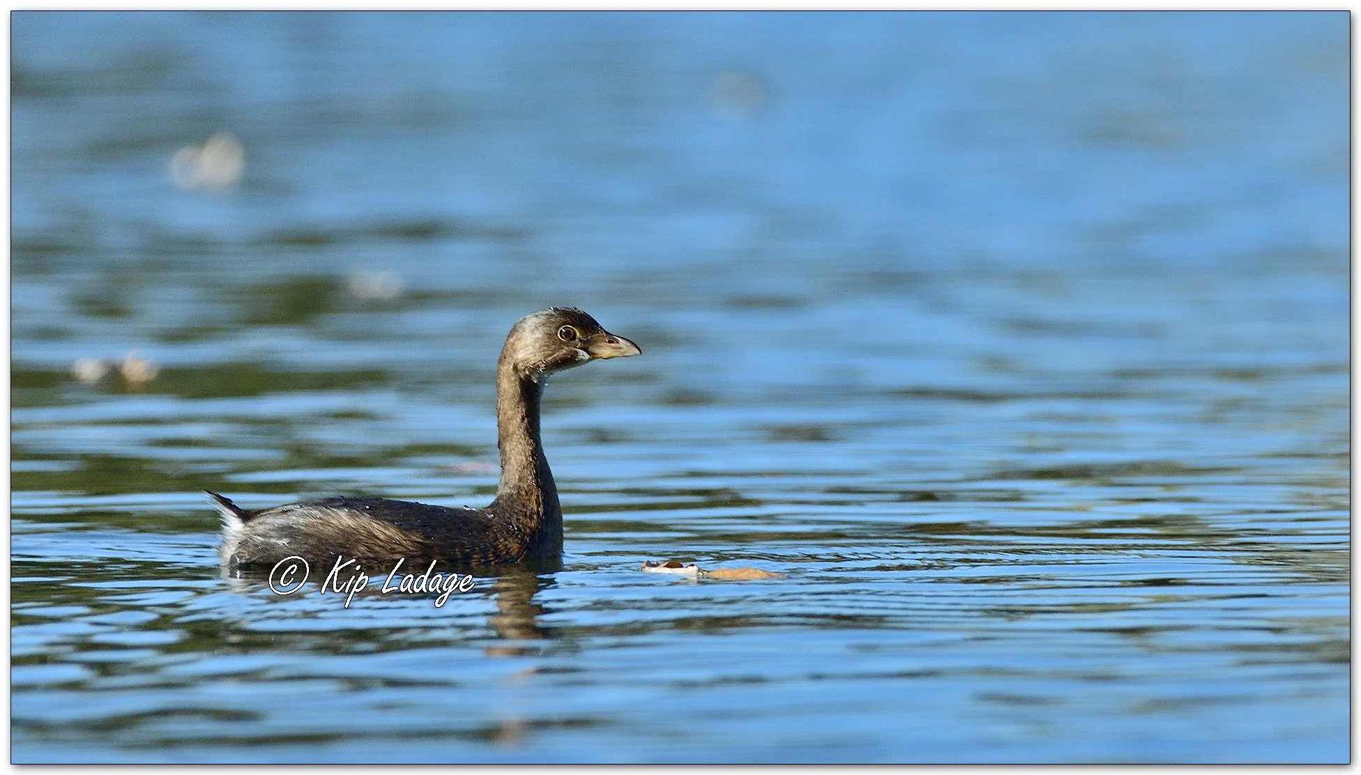 Pied-billed Grebe - Image 1164606