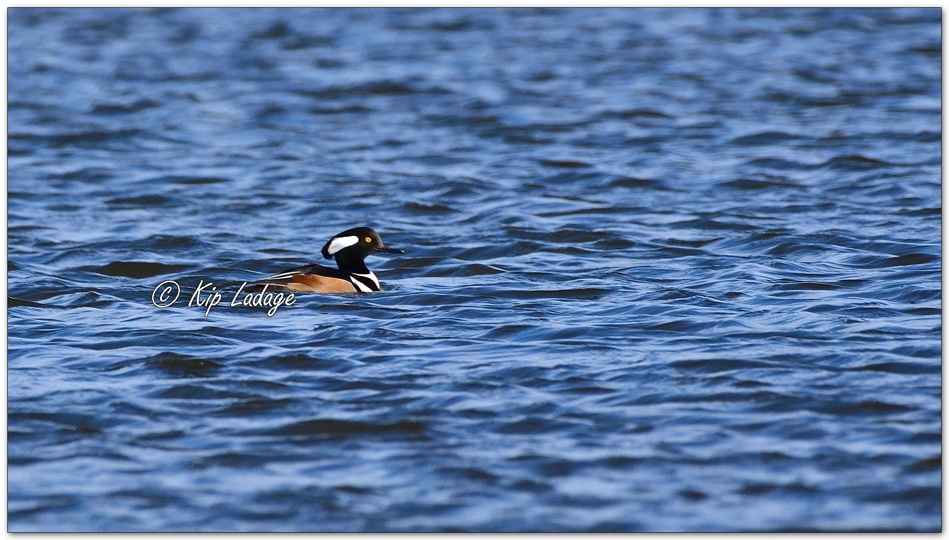 Hooded Merganser - Image 1071161