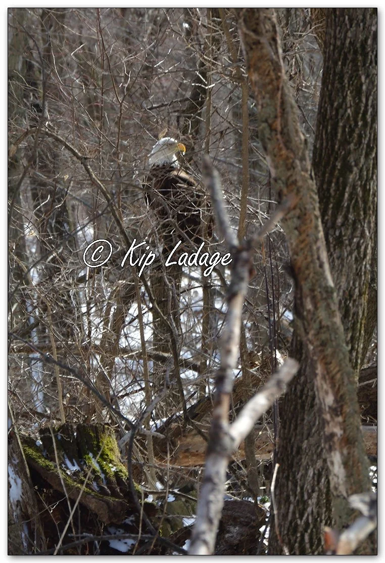 Injured Bald Eagle - Image 1074074