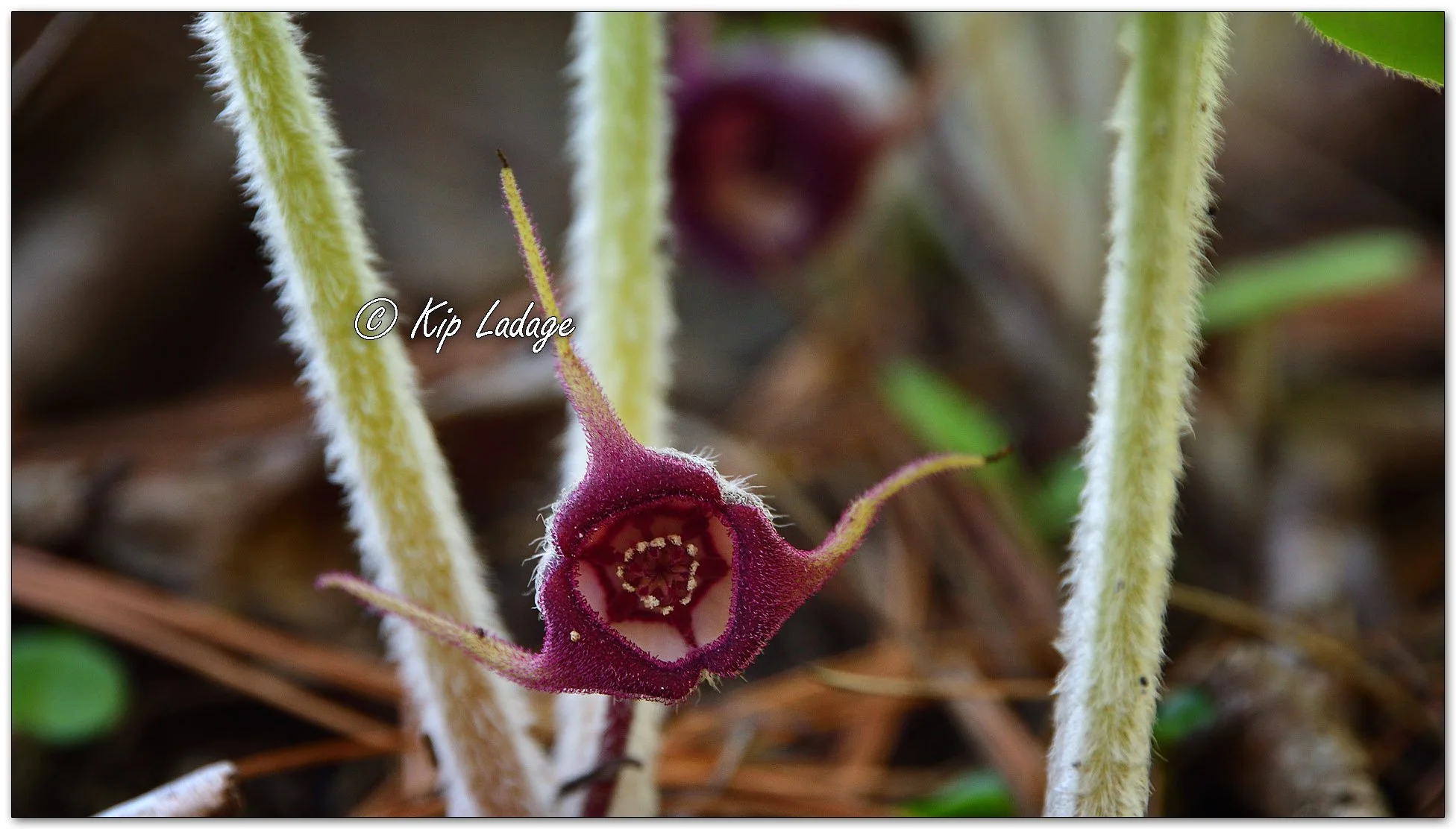Wild Ginger - Image 1094680