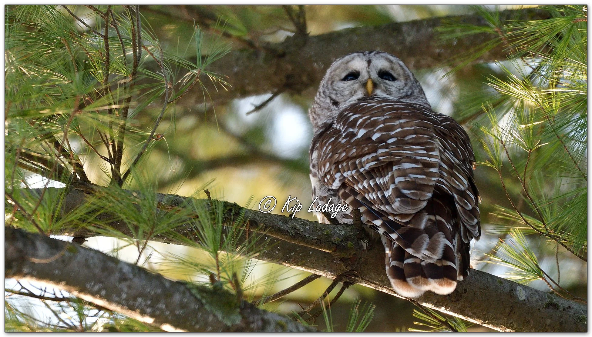 Barred Owl - Image 1050335