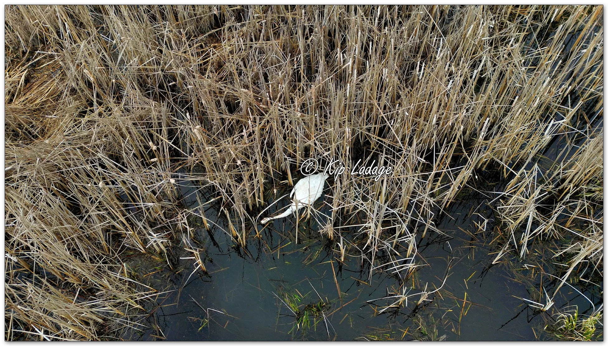 Dead Trumpeter Swan at Sweet Marsh