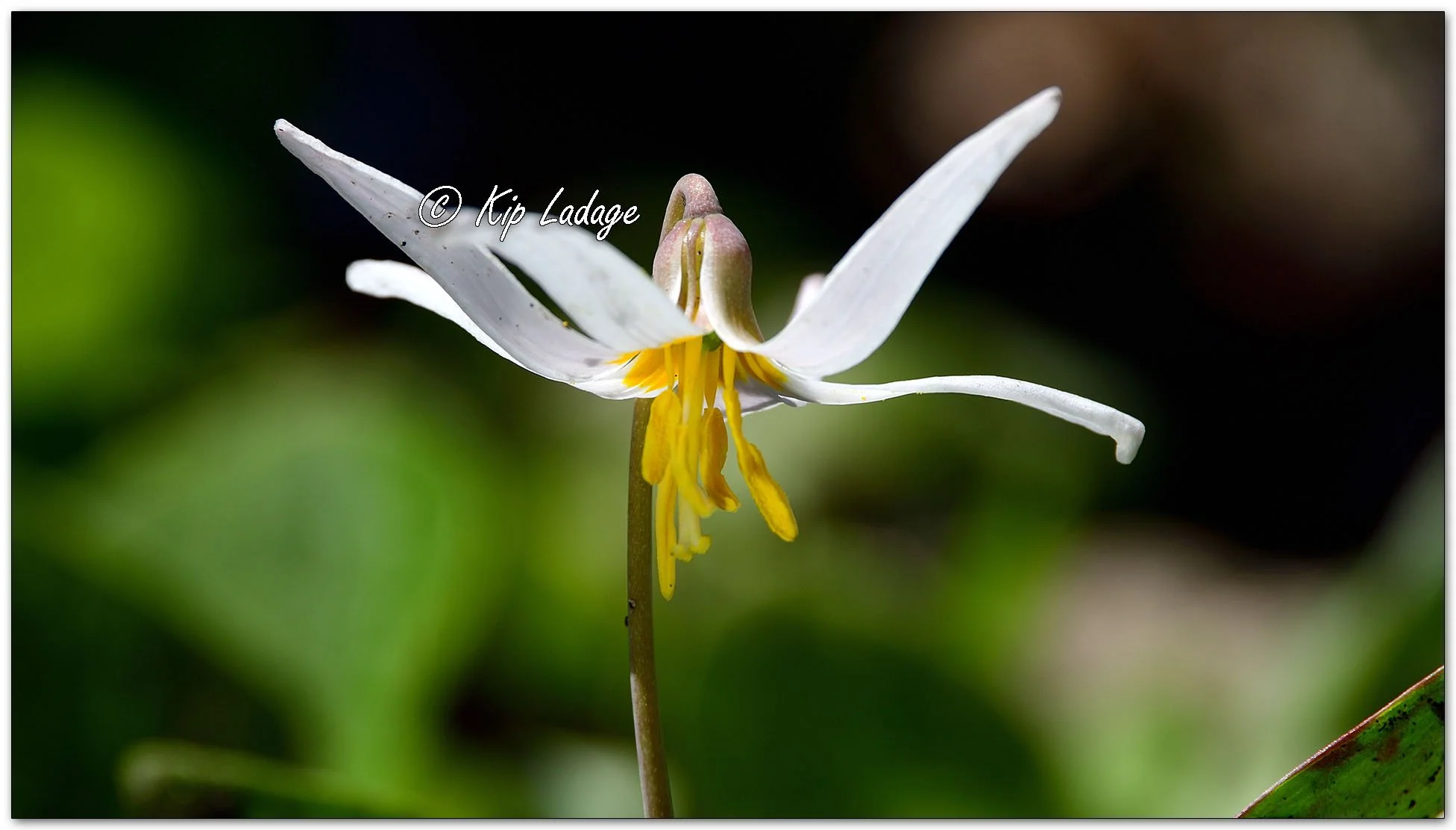 Dogtooth Violet (Trout Lily) - Image 1089265