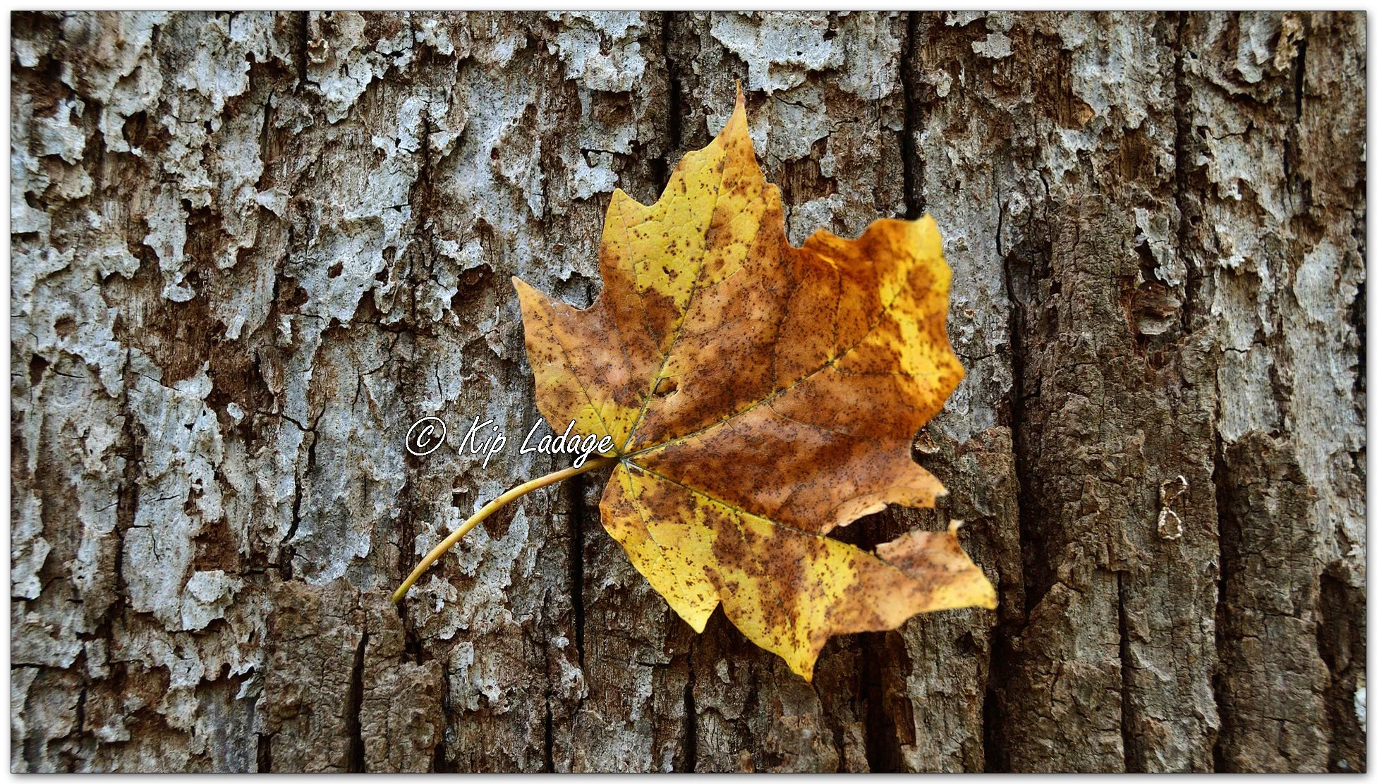 Maple Leaf on Tree Bark - Image 1163525